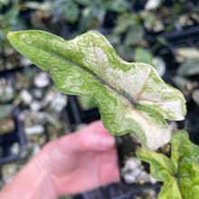 Load image into Gallery viewer, Alocasia Jacklyn Aurea variegated 2.5" pot, Fedex 2day*
