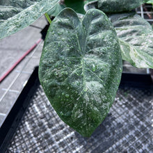 Load image into Gallery viewer, Alocasia Wentii, Exact Plant Variegated Large Ships Nationwide
