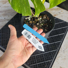Load image into Gallery viewer, Monstera Thai Constellation, Exact Plant Variegated Ships Nationwide
