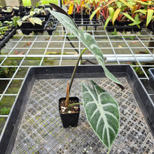 Load image into Gallery viewer, Alocasia Longiloba Lowii, Exact Plant Ships Nationwide
