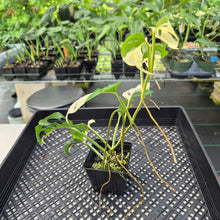 Load image into Gallery viewer, Monstera Adansonii Laniata Albo Variegated exact plant, Fedex 2day*
