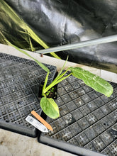 Load image into Gallery viewer, Philodendron Jose Buono, Exact Plant Variegated Ships Nationwide

