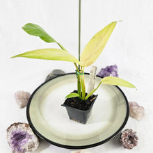 Load image into Gallery viewer, Philodendron Whipple Way, Exact Plant Variegated Ships Nationwide
