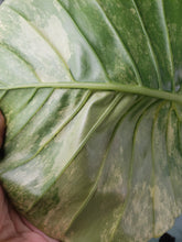 Load image into Gallery viewer, Alocasia Gageana Aurea Variegated 6&quot; pot, ships nationwide
