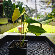 Load image into Gallery viewer, Anthurium Andraeanum White Heart, Exact Plant Variegated Ships Nationwide
