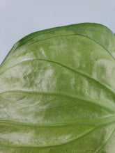 Load image into Gallery viewer, Cucullata Banana Split, Exact Plant, variegated Alocasia
