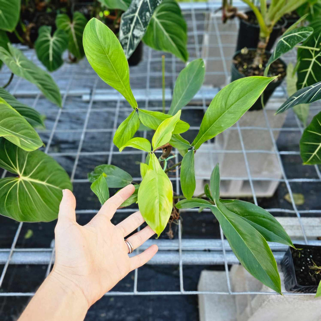 Philodendron 69686, Exact Plant Ships Nationwide