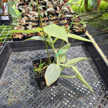Load image into Gallery viewer, Philodendron Hastatum Silver Sword Variegated exact plant, Fedex 2day*
