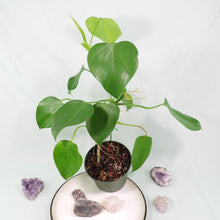 Load image into Gallery viewer, Philodendron Microstictum. Shipped Nationwide
