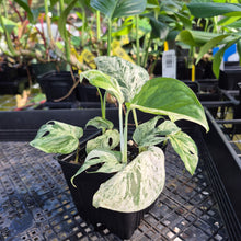 Load image into Gallery viewer, Epipremnum Pinnatum Marble, Exact Plant Variegated Ships Nationwide
