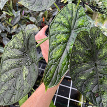 Load image into Gallery viewer, Alocasia Dragon Scale Mint, lower variegation 4" pot, Fedex 2day*
