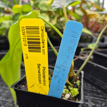 Load image into Gallery viewer, Philodendron Bernardopazii, Exact Plant Ships Nationwide
