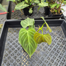 Load image into Gallery viewer, Philodendron Splendid, Exact Plant Ships Nationwide
