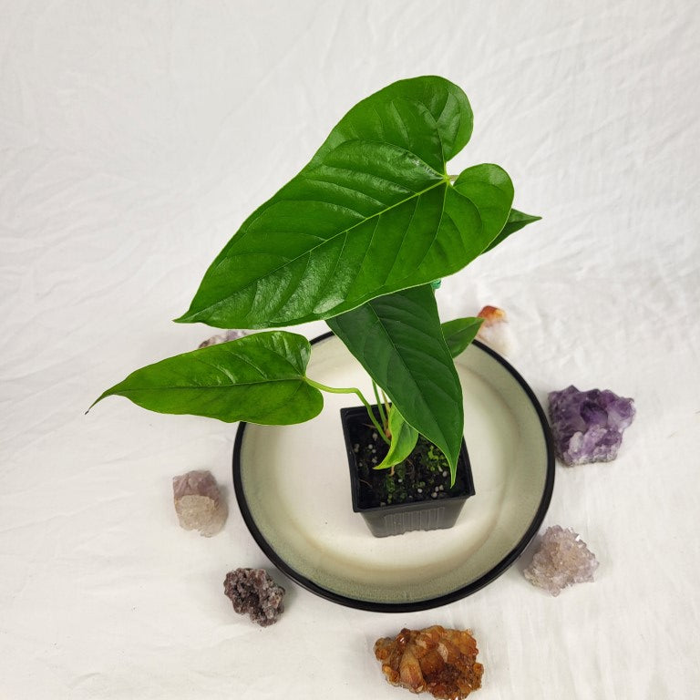 Anthurium Cupulispathum X Pedatum , Exact Plant Frilled Lizard Ships Nationwide