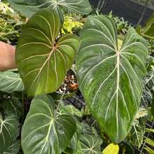 Load image into Gallery viewer, Philodendron Gloriosum, Dark Form 6" pot, Fedex 2day
