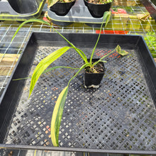 Load image into Gallery viewer, Philodendron Holtonianum Variegated, Exact Plant Ships Nationwide
