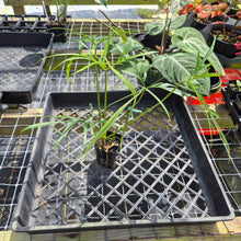 Load image into Gallery viewer, Philodendron Polypodoides, Exact Plant Ships Nationwide
