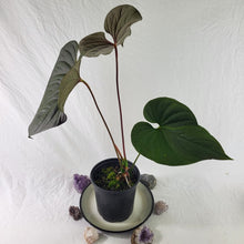 Load image into Gallery viewer, Anthurium Moodeanum, Exact Plant X-Large, sport-variegated
