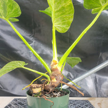 Load image into Gallery viewer, Philodendron Giganteum, Exact Plant Variegated Ships Nationwide
