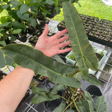 Load image into Gallery viewer, Philodendron Atabapoense Dark Form exact plant, Fedex 2day*
