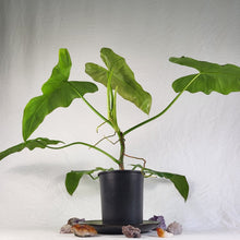 Load image into Gallery viewer, Philodendron Simmondsii, Exact Plant
