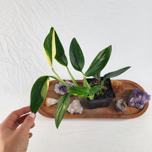 Load image into Gallery viewer, Monstera Standleyana Aurea Variegated 4&quot; pot, Fedex 2 day*
