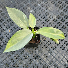 Load image into Gallery viewer, Philodendron Hastatum Silver Sword, Exact Plant Variegated Ships Nationwide
