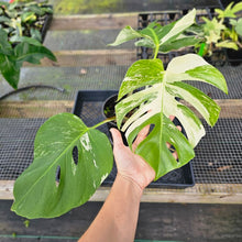 Load image into Gallery viewer, Monstera Borsigiana Albo Deliciosa, Exact Plant Variegated X-Large Ships Nationwide
