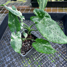 Load image into Gallery viewer, Alocasia Odora, Okinawa Silver, Exact Plant Variegated Multi top plant
