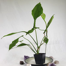 Load image into Gallery viewer, Philodendron Joepii, Exact Plant Ships Nationwide
