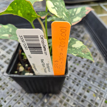 Load image into Gallery viewer, Syngonium Red Spot Tricolor Variegated exact plant, Fedex 2day*

