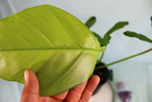 Load image into Gallery viewer, Philodendron Joepii XL, exact plant, ships nationwide
