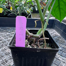 Load image into Gallery viewer, Syngonium Chiapense, Exact Plant Ships Nationwide

