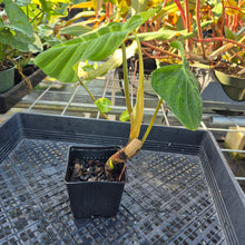Load image into Gallery viewer, Philodendron Verrucosum Pseudoverrucosum Croat , Exact Plant Ships Nationwide
