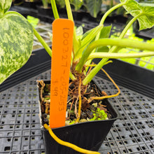 Load image into Gallery viewer, Philodendron Giganteum Blizzard Variegated exact plant, Fedex 2day*

