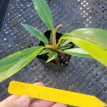 Load image into Gallery viewer, Philodendron Caramel Marble, Exact Plant Variegated Ships Nationwide
