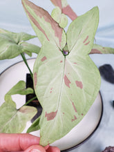 Load image into Gallery viewer, Syngonium Strawberry Milk Variegated 4&quot; pot, ships nationwide
