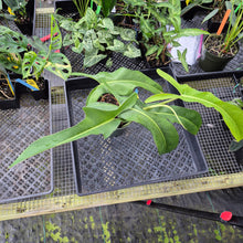 Load image into Gallery viewer, Philodendron Jerry Horne, Exact Plant Ships Nationwide
