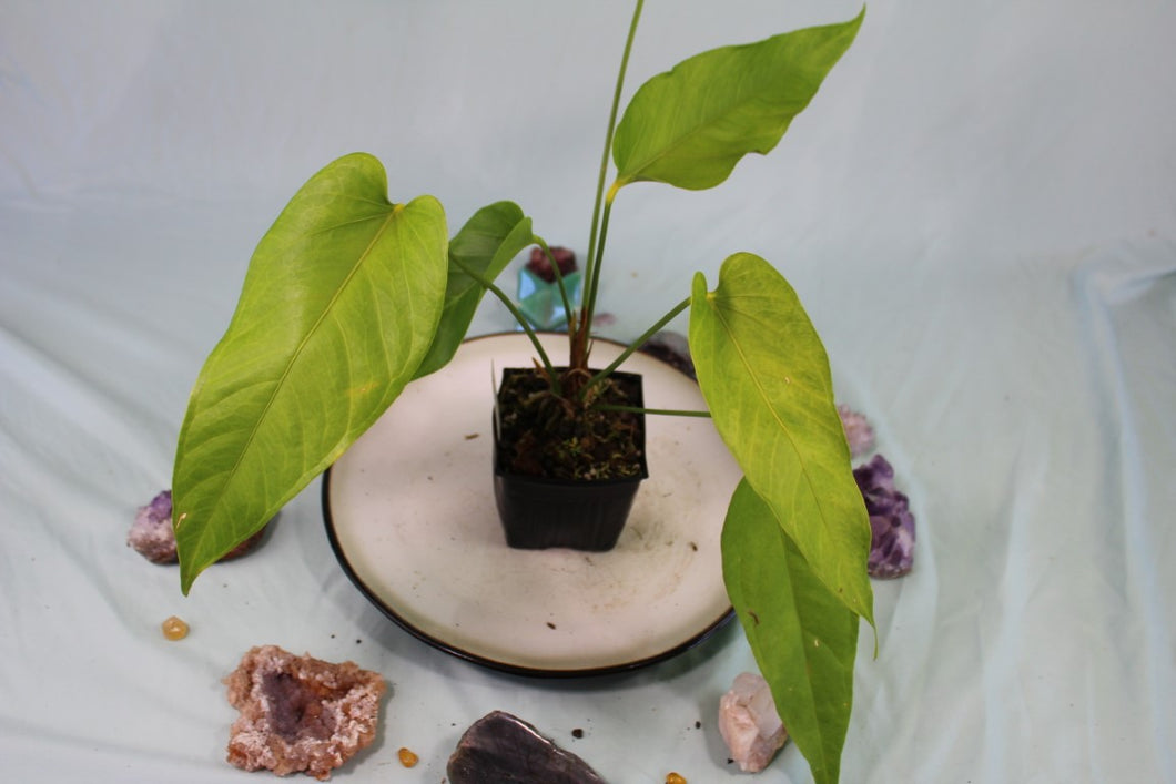 Anthurium Spectabile Wide Form Exact Plant