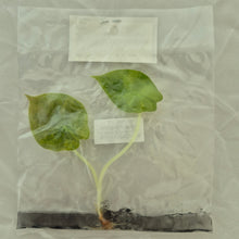 Load image into Gallery viewer, Alocasia Longiloba Suhirmaniana Aurea Variegated tissue culture 2DayAir
