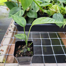 Load image into Gallery viewer, Epipremnum Pinnatum Tricolor Mint Variegated 2.5&quot; Pot, Fedex 2 day*
