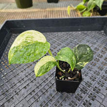 Load image into Gallery viewer, Scindapsus Jade Satin Marble Queen Variegated 2.5" pot, Fedex 2day*
