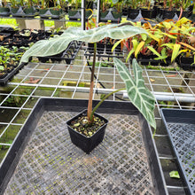 Load image into Gallery viewer, Alocasia Longiloba Lowii, Exact Plant Ships Nationwide
