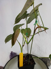 Load image into Gallery viewer, Philodendron Splendid, Exact Plant Ships Nationwide
