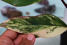 Load image into Gallery viewer, Variegated Philodendron Strawberry Shake, exact plant, ships nationwide
