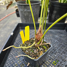 Load image into Gallery viewer, Anthurium Decipiens, Exact Plant Ships Nationwide
