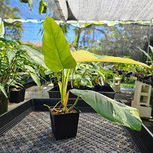 Load image into Gallery viewer, Philodendron Whipple Way, Exact Plant Variegated Ships Nationwide
