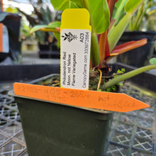 Load image into Gallery viewer, Philodendron Red Moon. not Yellow Flame, Exact Plant Variegated
