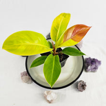 Load image into Gallery viewer, Philodendron Red Moon, Exact Plant Variegated
