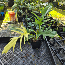Load image into Gallery viewer, Philodendron Florida Beauty X Tortum, Exact Plant Variegated

